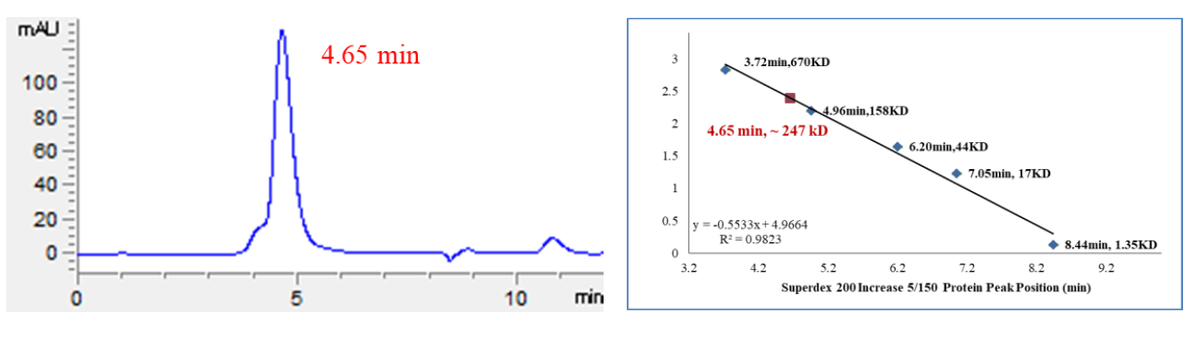 USP40 Protein