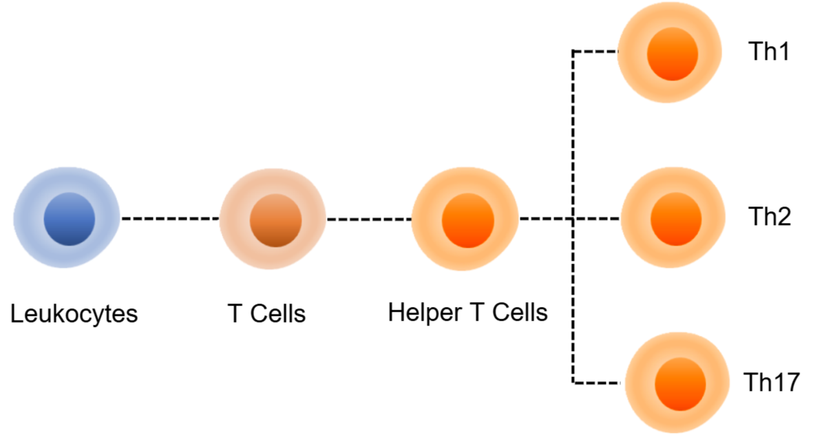 Human TH1/TH2/TH17 Cell Panel Kit