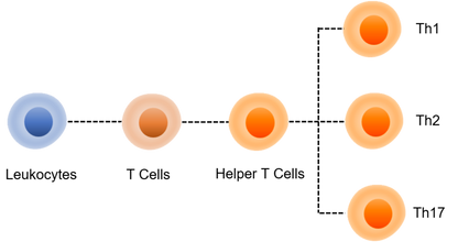 Human TH1/TH2/TH17 Cell Panel Kit