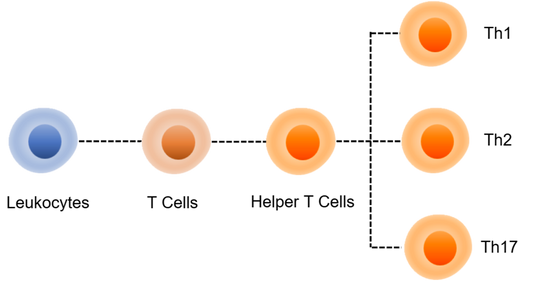 Human TH1/TH2/TH17 Cell Panel Kit