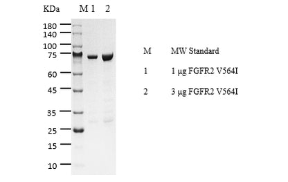 FGFR2[V564I] Protein