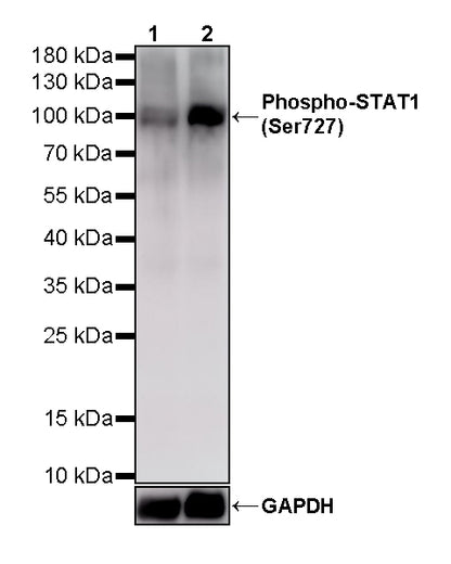 Phospho-STAT1 (Ser727) Recombinant Rabbit mAb