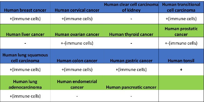 PLCγ2 Recombinant Rabbit mAb (S-2749-14)