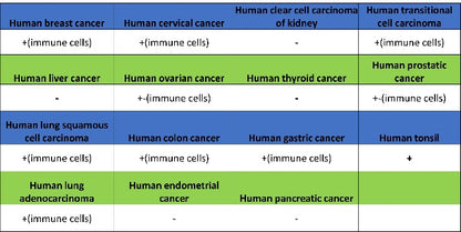 PLCγ2 Recombinant Rabbit mAb (S-2749-14)