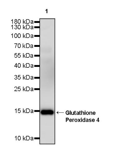 Glutathione Peroxidase 4 Recombinant Rabbit mAb (S-965-24)