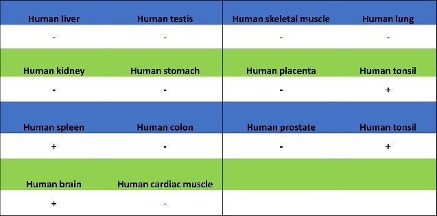 14-3-3 zeta Recombinant Rabbit mAb (S-1092-31)