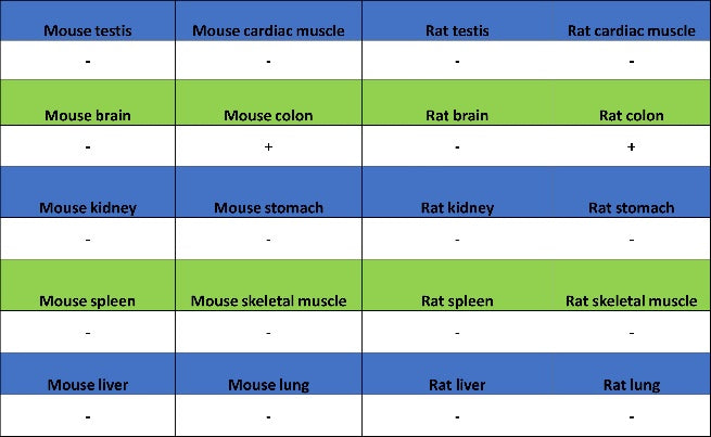 TROP1/EPCAM Recombinant Rabbit mAb (S-1379-5)