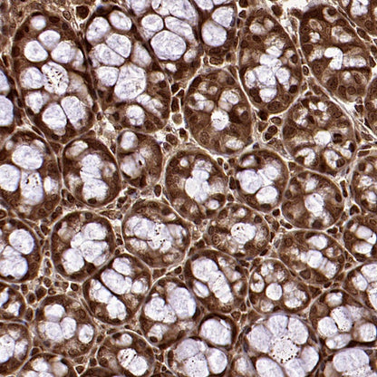 Superoxide dismutase Rabbit Polyclonal Antibody