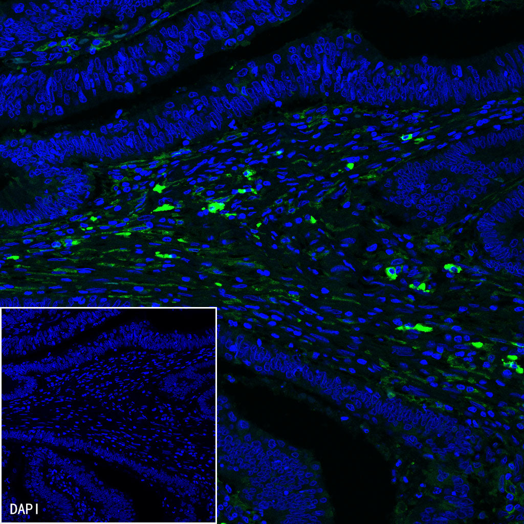 S-RMab® CD16a Recombinant Rabbit mAb,PBS Only (SDT-366-45)