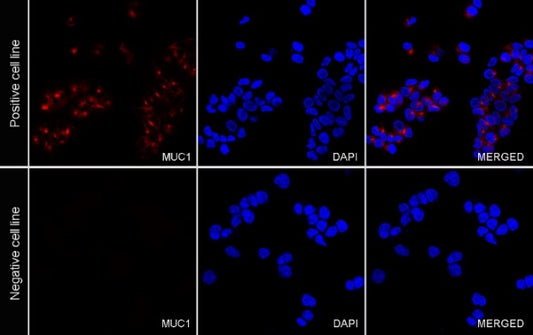 MUC1/EMA Mouse mAb (PE Conjugate) (S-777-37)