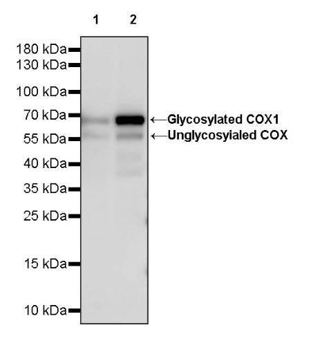 COX1/Cyclooxygenase 1 Recombinant Rabbit mAb (S-1478-48)