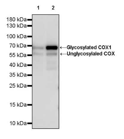 COX1/Cyclooxygenase 1 Recombinant Rabbit mAb (S-1478-48)