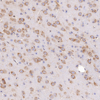 UGGT1 Recombinant Rabbit mAb (S-1079-19)