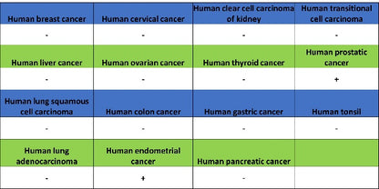 MAP2 Recombinant Rabbit mAb, PBS Only (SDT-2060-28)