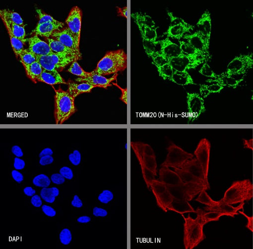 TOM20 Recombinant Rabbit mAb (SDT-2553-11)