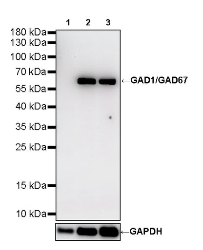GAD1/GAD67 Recombinant Rabbit mAb (S-4437-20)