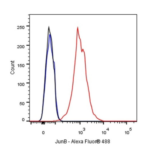 JunB Recombinant Rabbit mAb (S-R294)