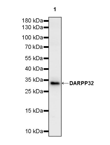 DARPP32 Recombinant Rabbit mAb (S-1637-62)