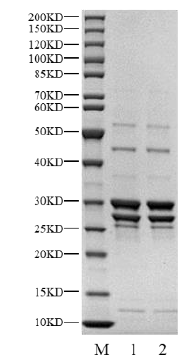 CDK1/Cyclin A2 Protein