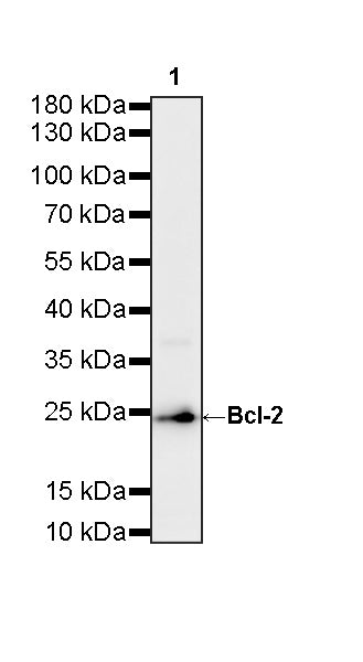 Bcl-2 Recombinant Rabbit mAb (S-3910-3)