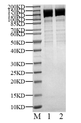 Biotinylated p85/p110 (H1047R) Protein, Human