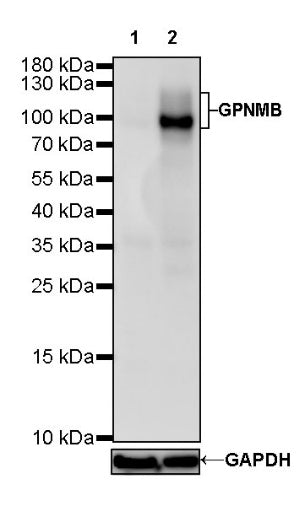GPNMB Recombinant Rabbit mAb (S-491-6)