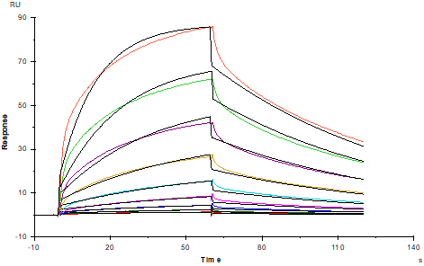 Fc γ RIIIa/CD16a(V176) His Tag Protein, Human