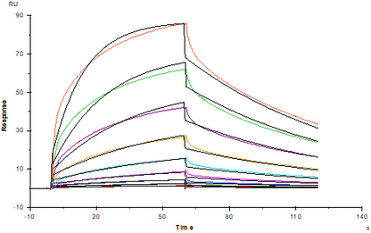 Fc γ RIIIa/CD16a(V176) His Tag Protein, Human