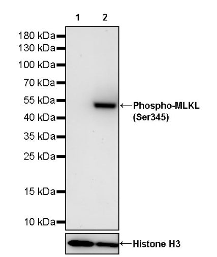 Phospho-MLKL (Ser345) Recombinant Rabbit mAb (S-2439-64)