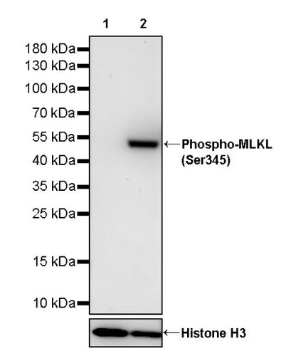 Phospho-MLKL (Ser345) Recombinant Rabbit mAb (S-2439-64)