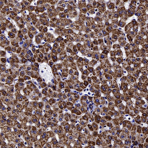 MTCO1 Recombinant Rabbit mAb (S-2205-28)