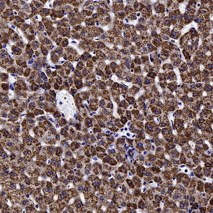 MTCO1 Recombinant Rabbit mAb (S-2205-28)