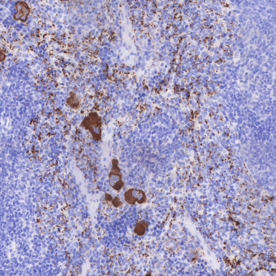 CD42b Recombinant Rabbit mAb (SDT-R147)