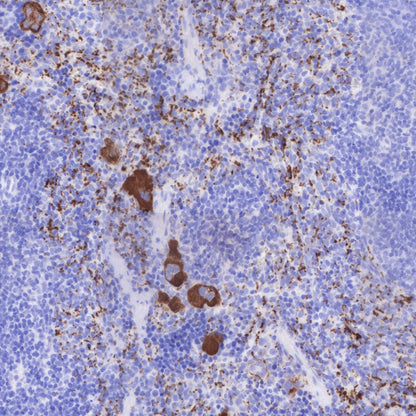 CD42b Recombinant Rabbit mAb (SDT-R147)