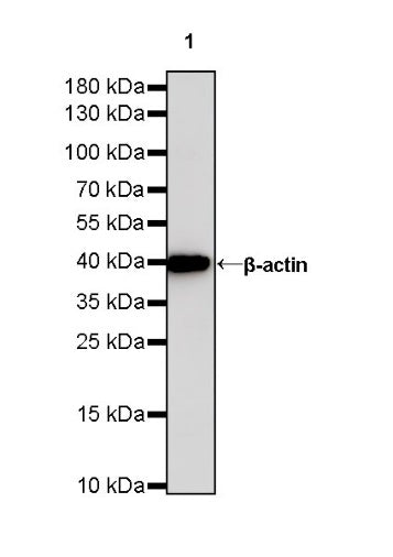 Goat Anti-Rabbit IgG mAb, HRP