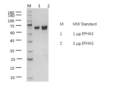 EPHA3 Protein
