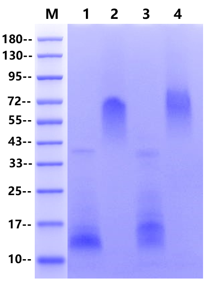 Proteinase K(Tag free)