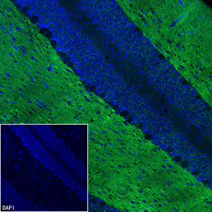 pan SCN Recombinant Rabbit mAb (S-5038)