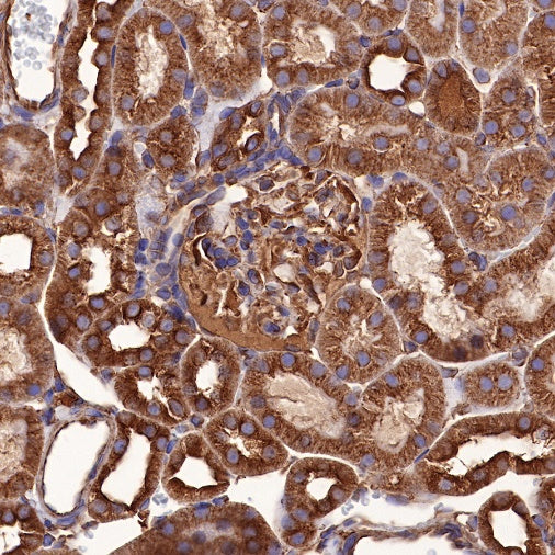 α-tubulin Mouse mAb (S-364-1)