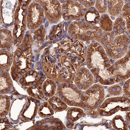 α-tubulin Mouse mAb (S-364-1)