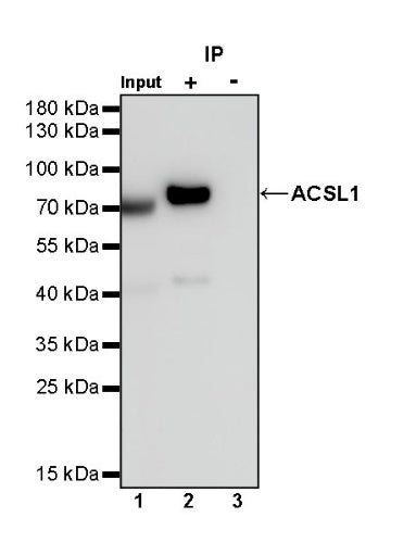 ACSL1 Recombinant Rabbit mAb (S-811-150)