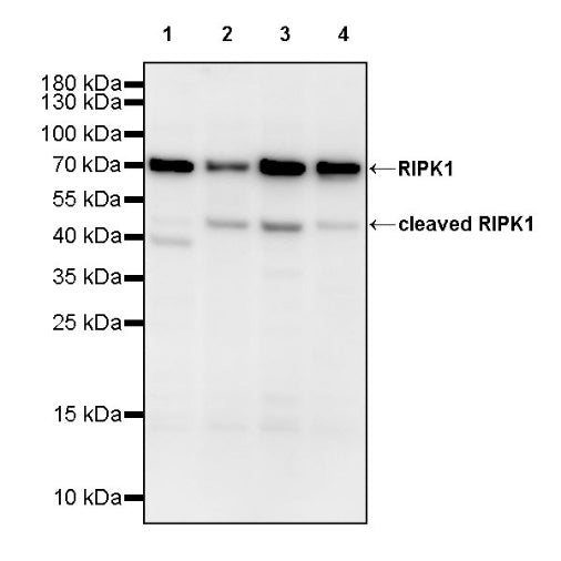 RIPK1 Rabbit Polyclonal Antibody