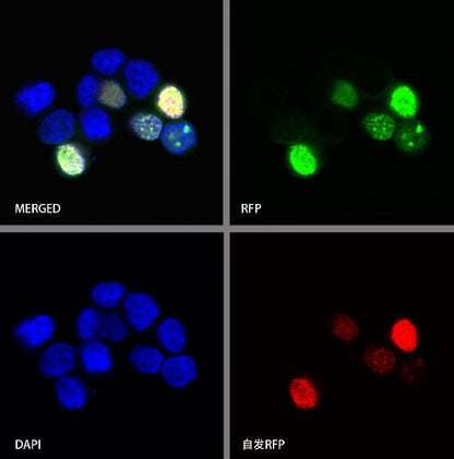 RFP Recombinant Rabbit mAb (S-1006-109)
