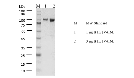 BTK[V416L] Protein