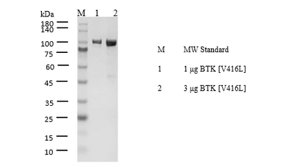 BTK[V416L] Protein