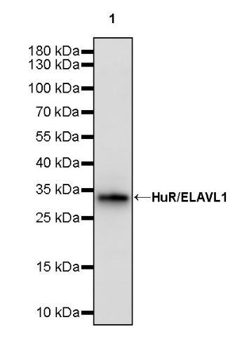 HuR/ELAVL1 Recombinant Rabbit mAb (S-2357-20)