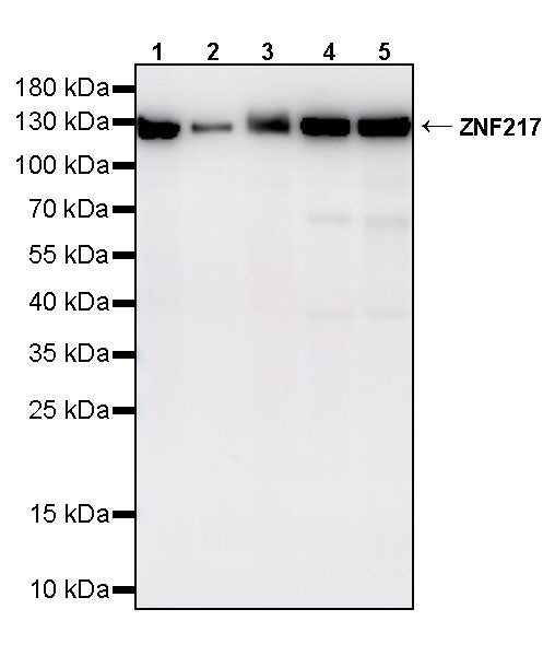 ZNF217 Recombinant Rabbit mAb (S-4699-14)