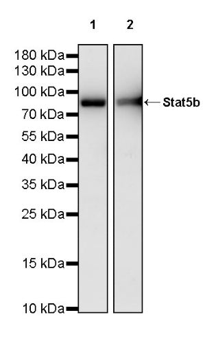 Stat5b Recombinant Rabbit mAb (S-2951-34)