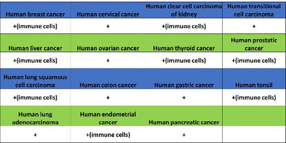 Lipocalin-2/NGAL Recombinant Rabbit mAb (S-2279-72)