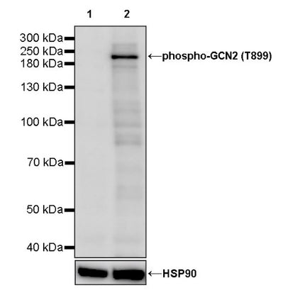 Phospho-GCN2 (T899) Recombinant Rabbit mAb (S-1665-19)